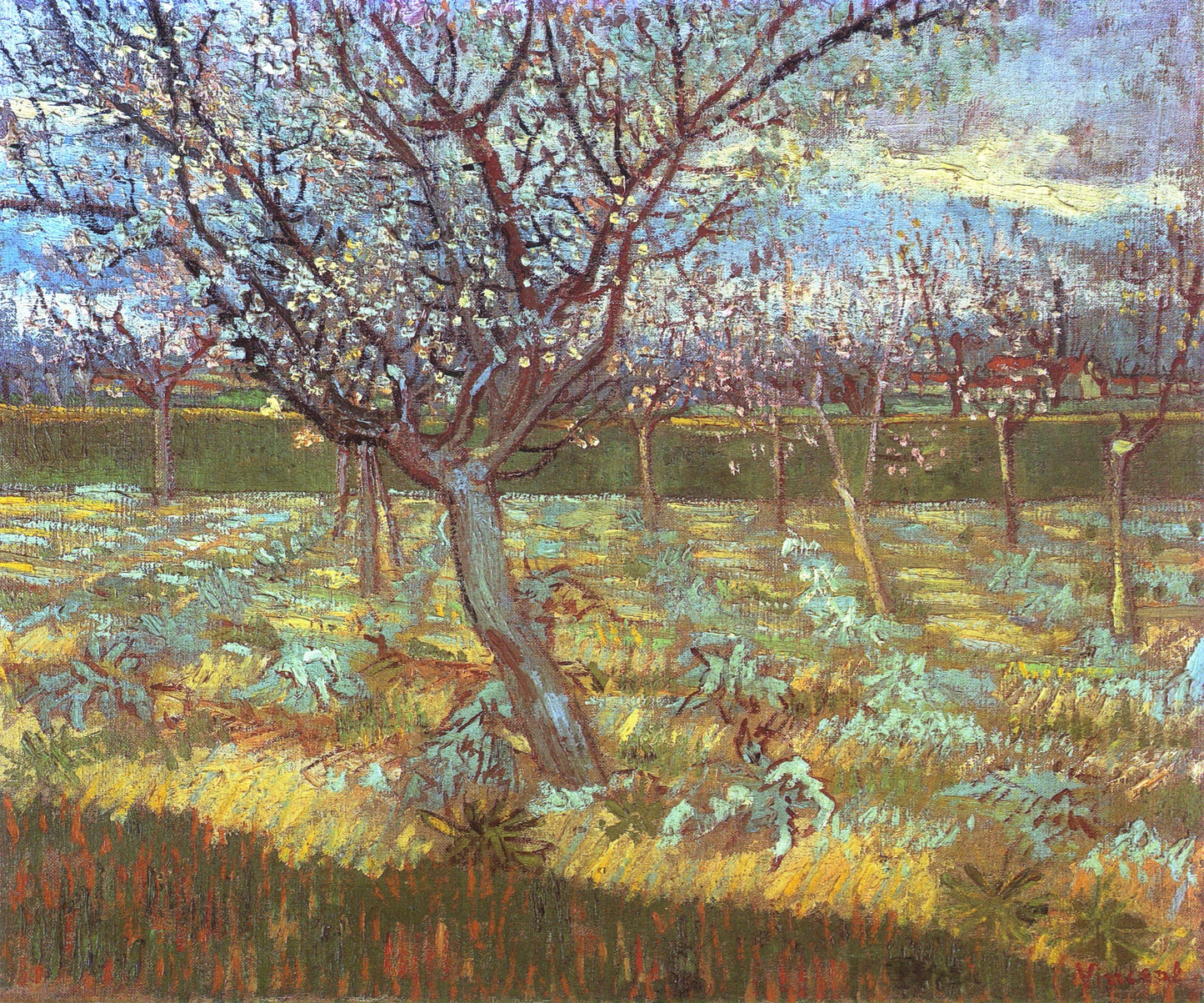 Apricot Tree in Bloom, 1888